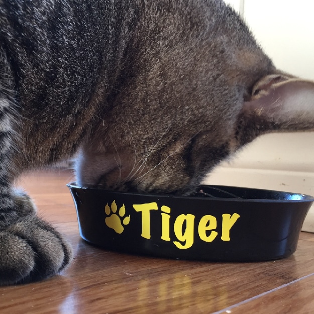 Tiger le chat mange dans son plat lettré. Lettrage animaux cestamoi
